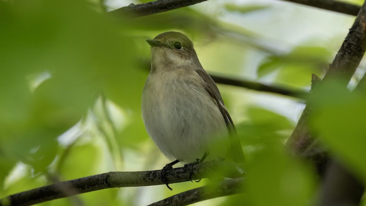 European Pied Flycatcher - Korhan Urgup