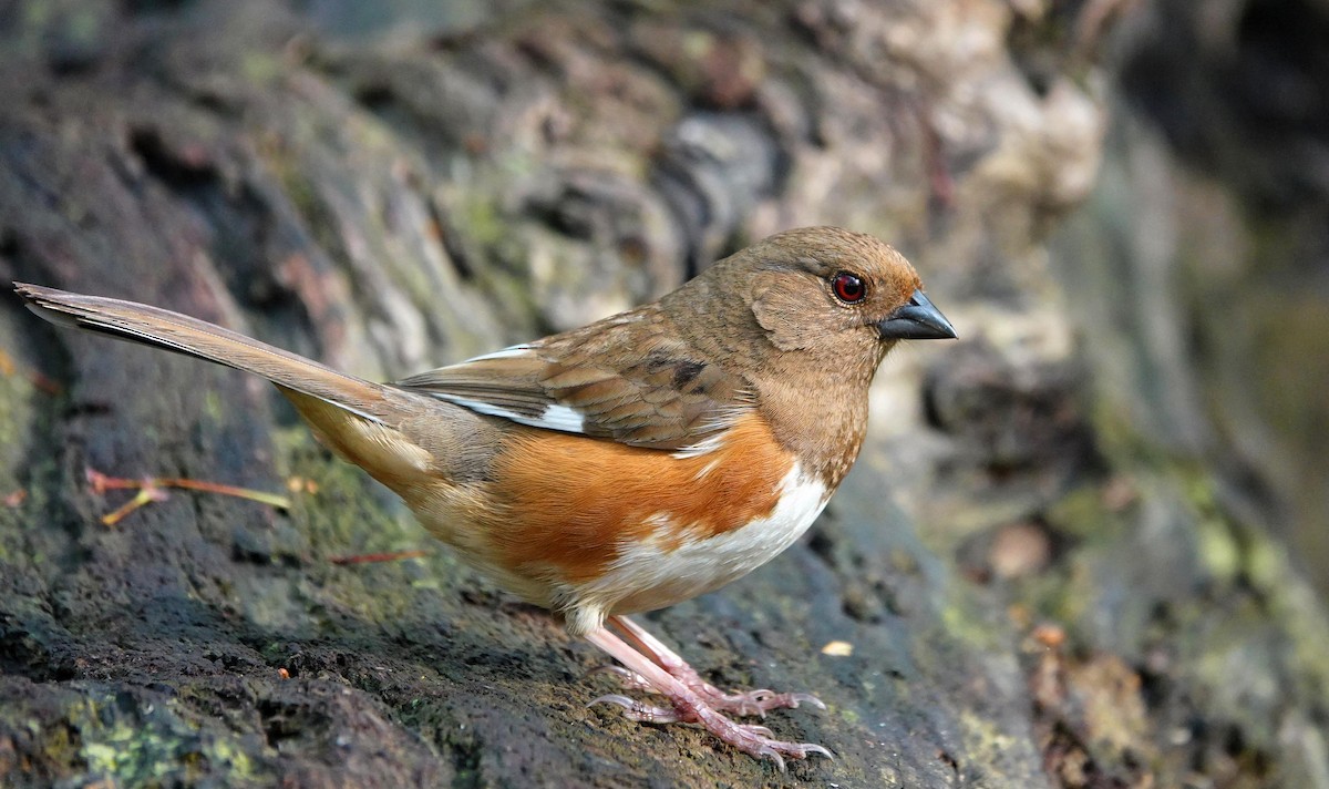 Eastern Towhee - Mike Burkoski