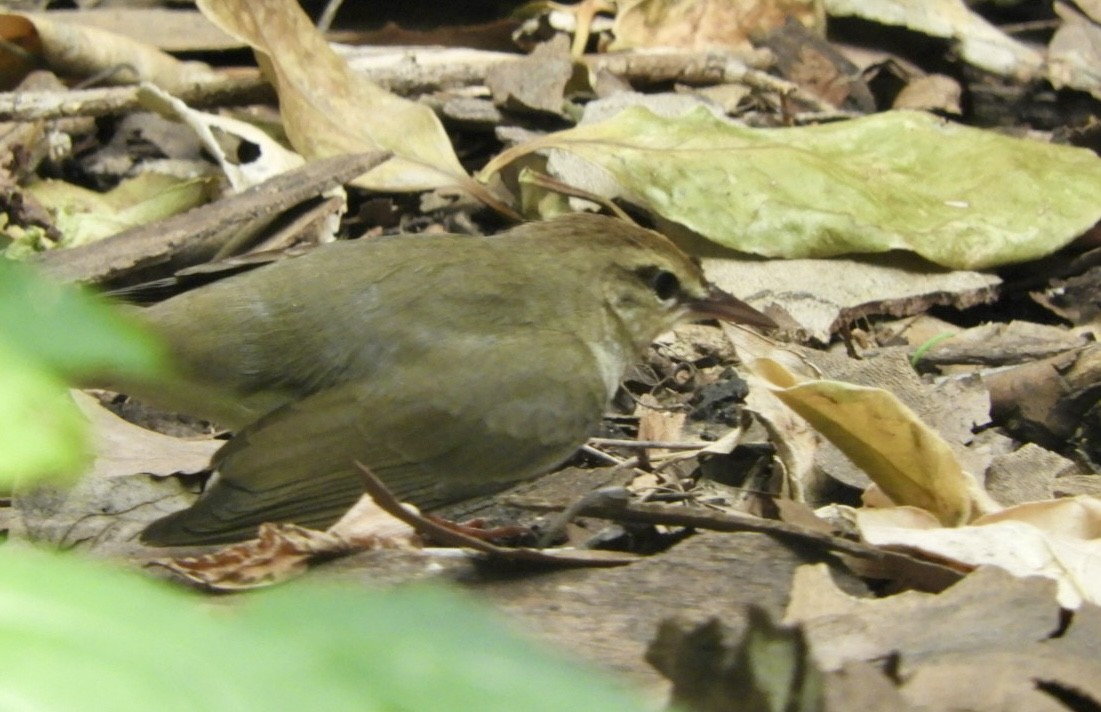 Swainson's Warbler - ML618225542