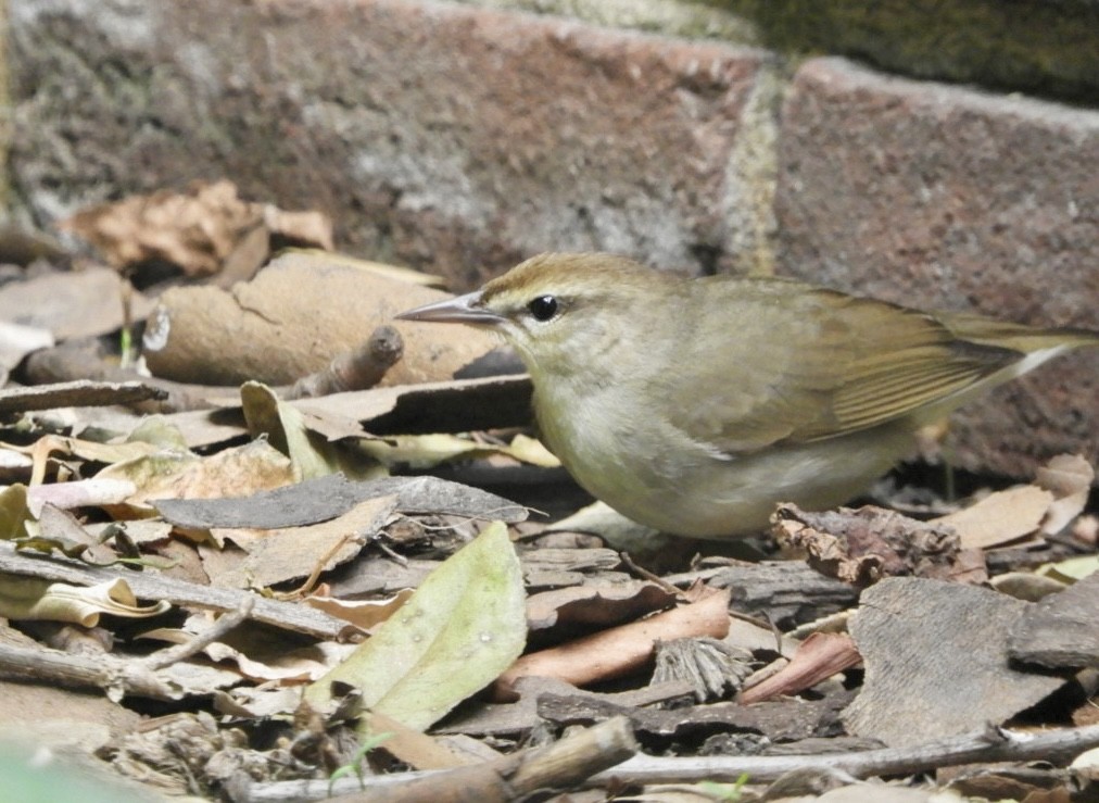 Swainson's Warbler - ML618225543