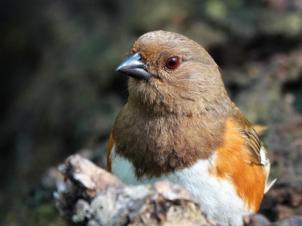 Eastern Towhee - Mike Burkoski