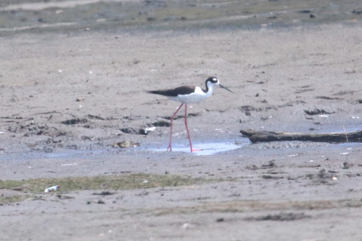 Black-necked Stilt - Cathy Hansen