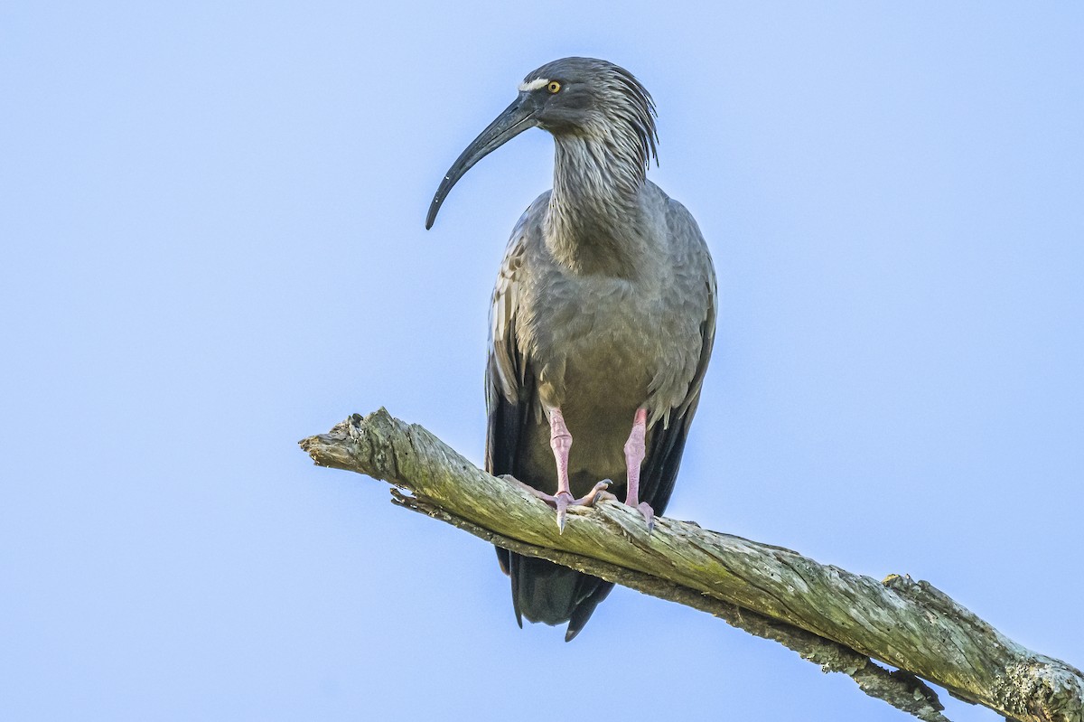 Plumbeous Ibis - ML618225579