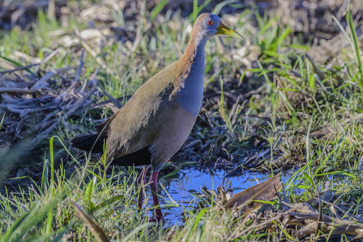 Giant Wood-Rail - ML618225587