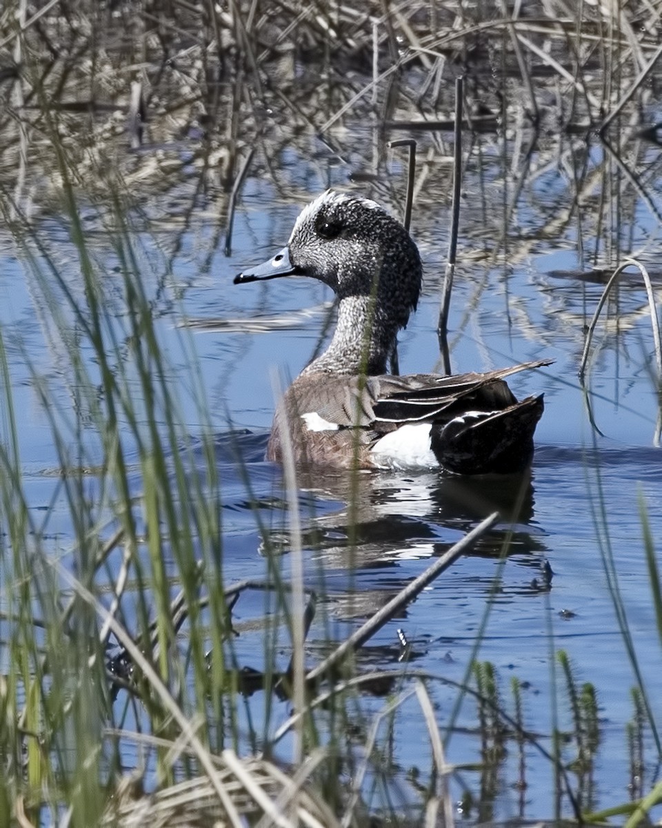 American Wigeon - ML618225588