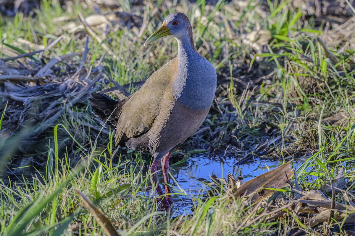 Giant Wood-Rail - ML618225591