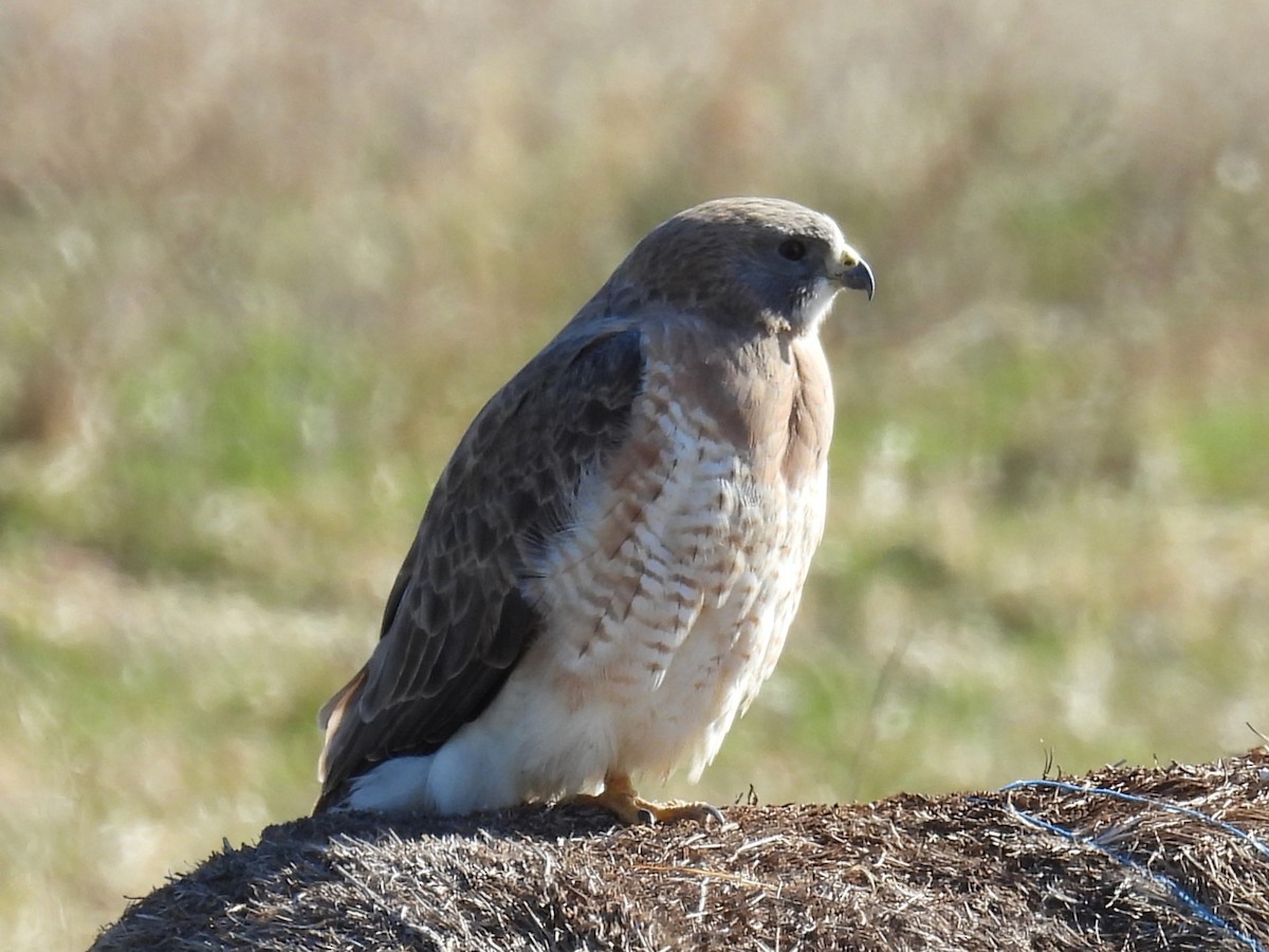 Swainson's Hawk - Kathryn Hyndman