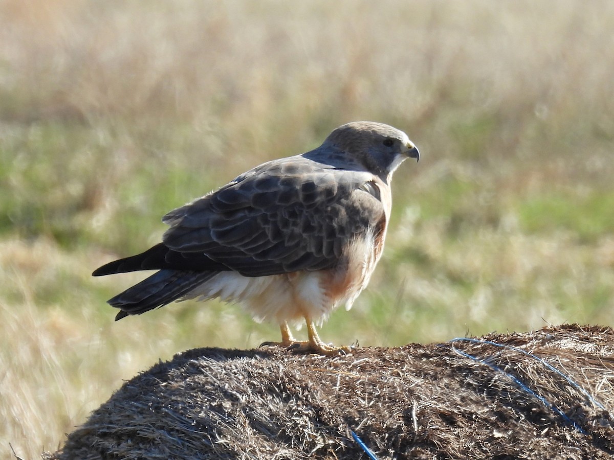 Swainson's Hawk - Kathryn Hyndman