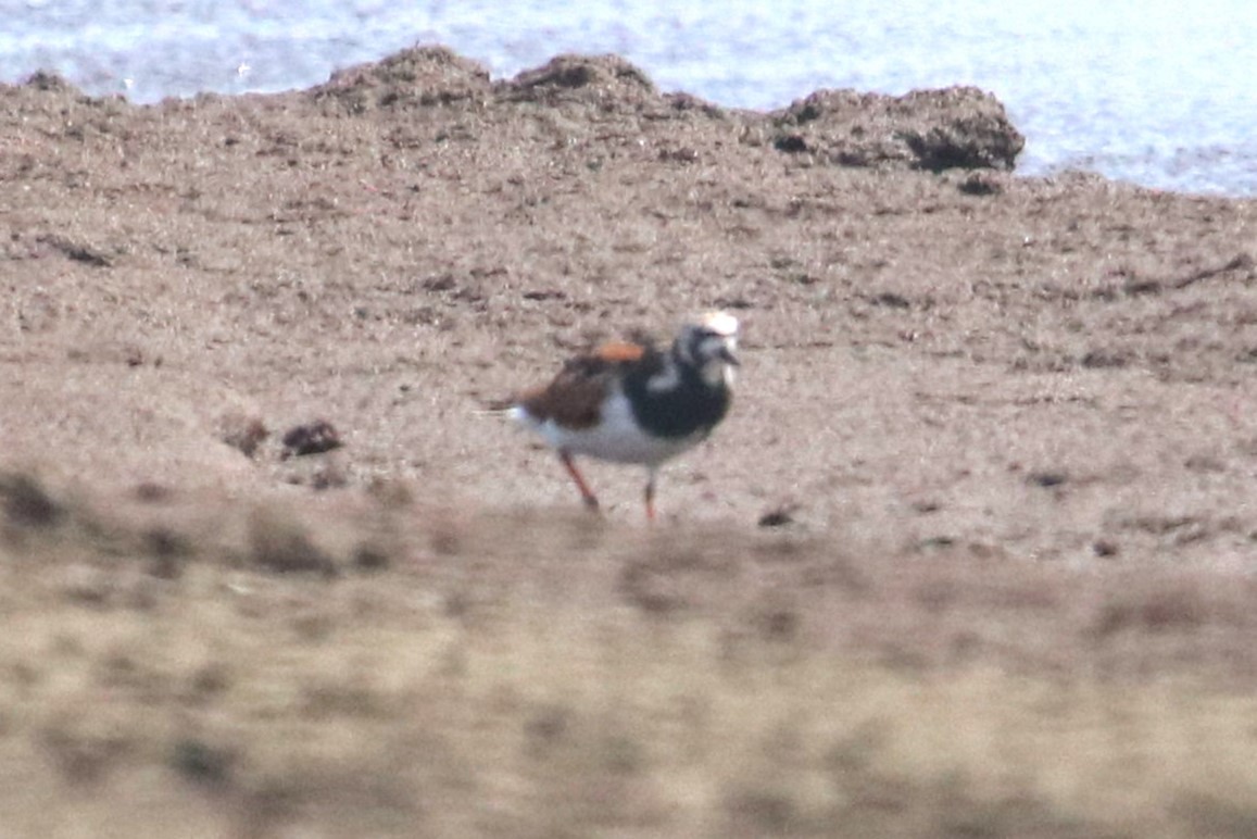 Ruddy Turnstone - Cathy Hansen