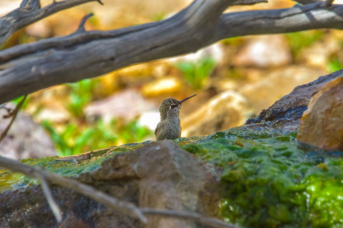 Anna's Hummingbird - Geoff Wyszynski