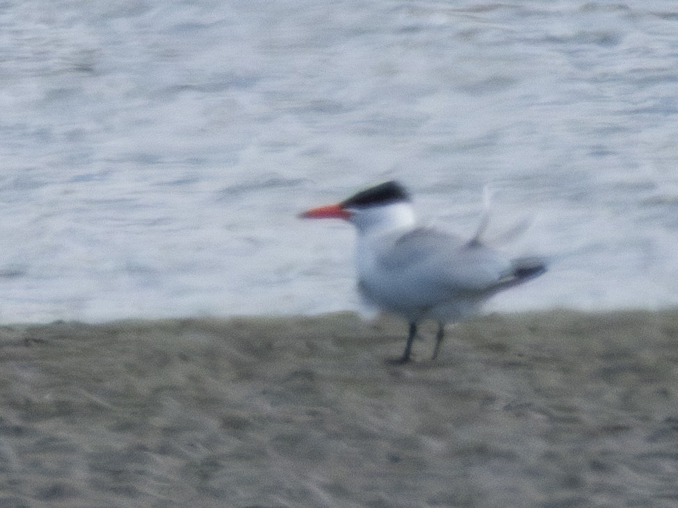 Caspian Tern - Aaron Polichar