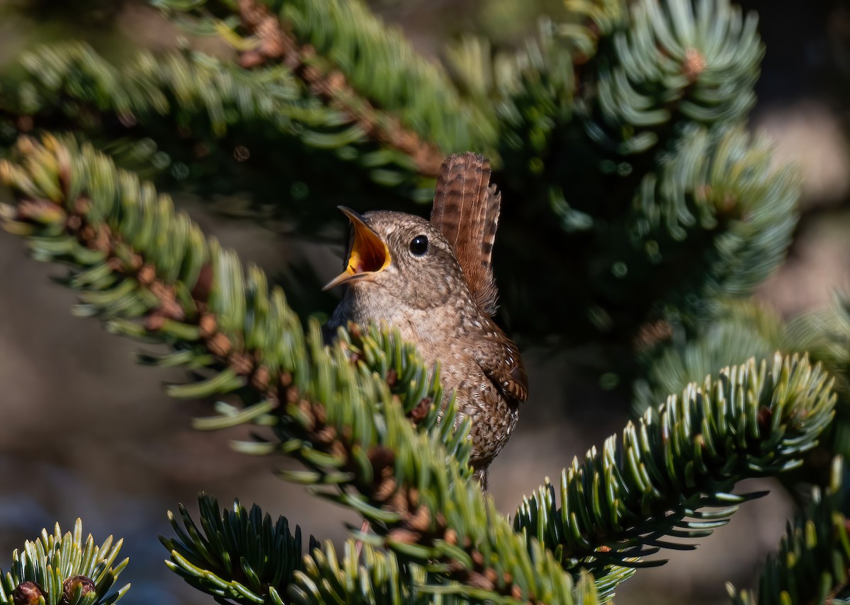 Winter Wren - Ronnie d'Entremont