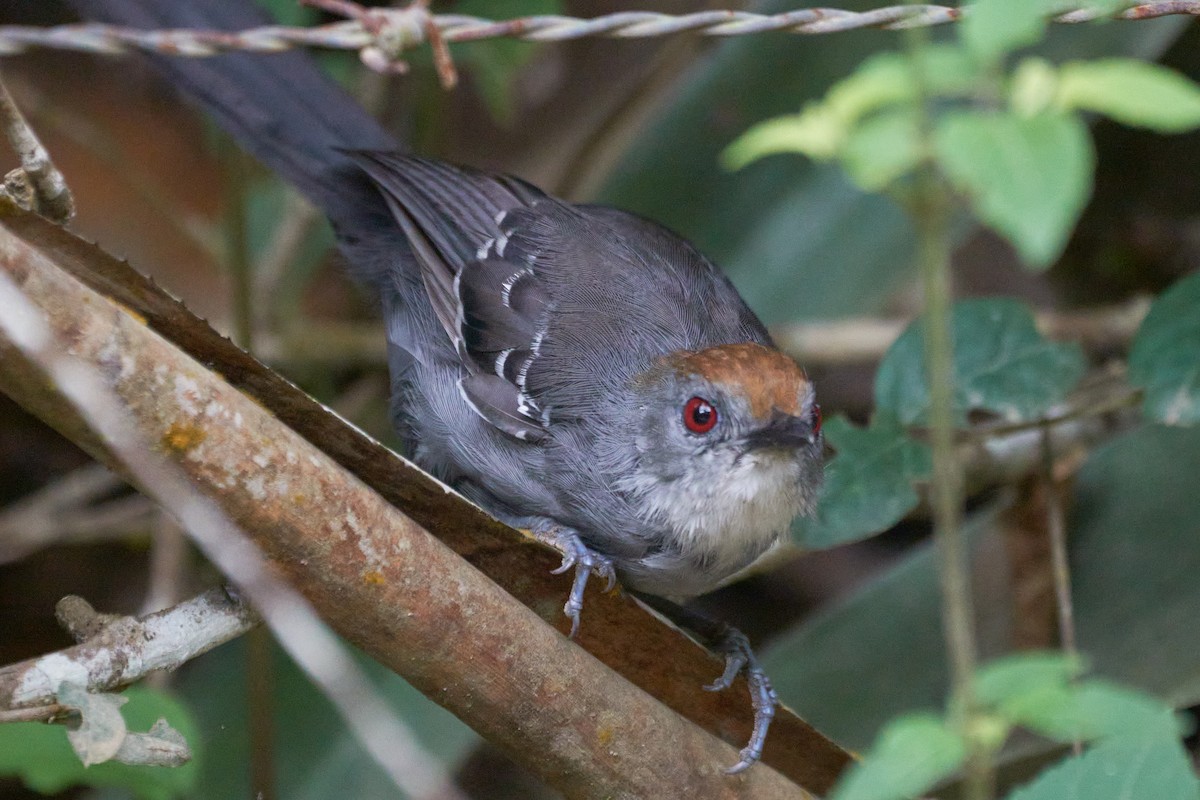 Slender Antbird - ML618225697