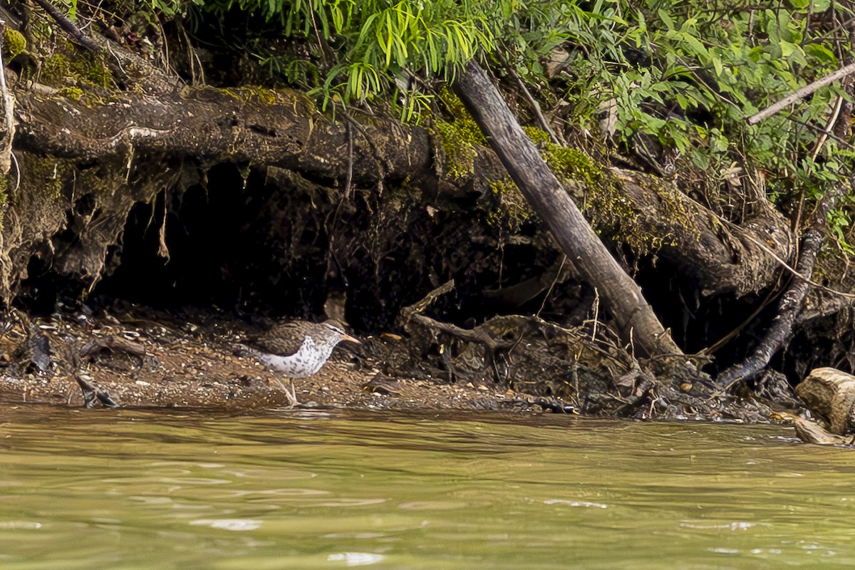 Spotted Sandpiper - ML618225698