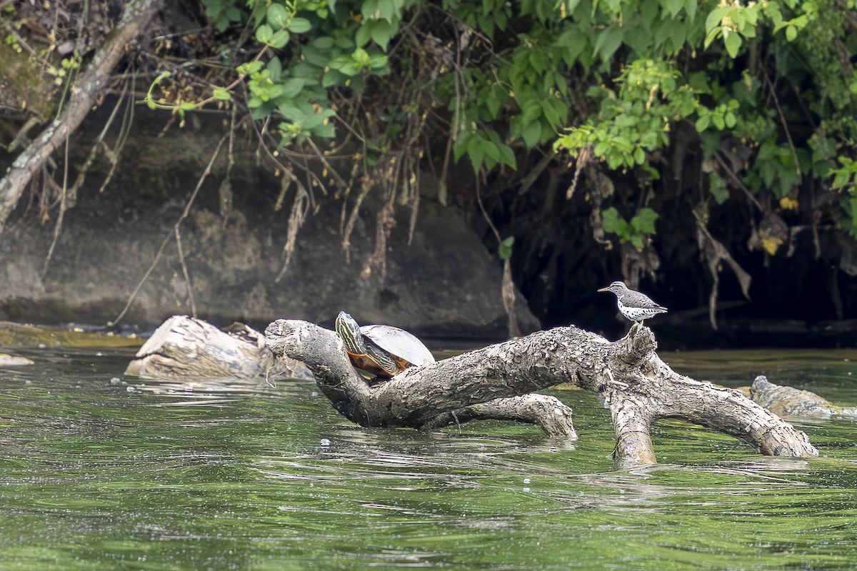 Spotted Sandpiper - ML618225699