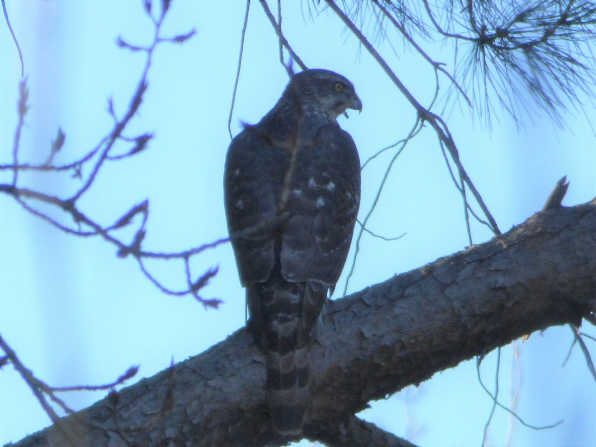 Eurasian Goshawk - Adrián Pina Hidalgo