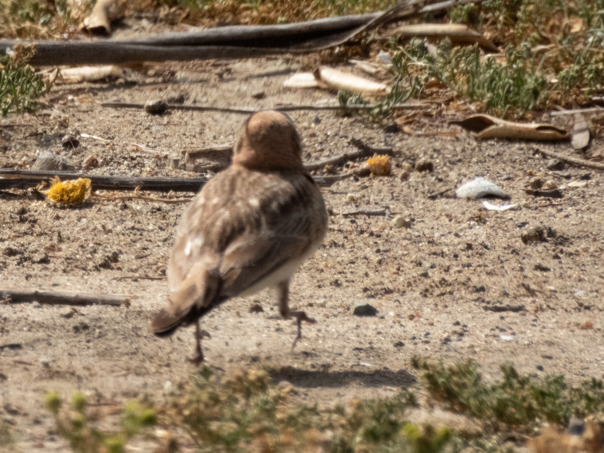 Horned Lark - Aaron Polichar