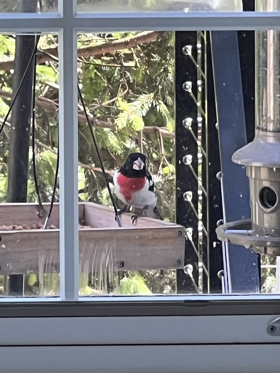 Rose-breasted Grosbeak - Elizabeth Baldwin