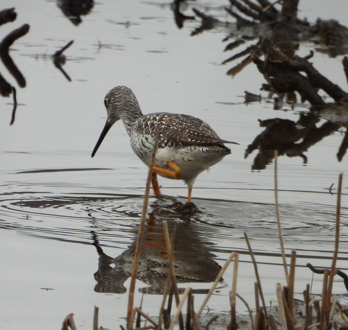 Greater Yellowlegs - ML618225726