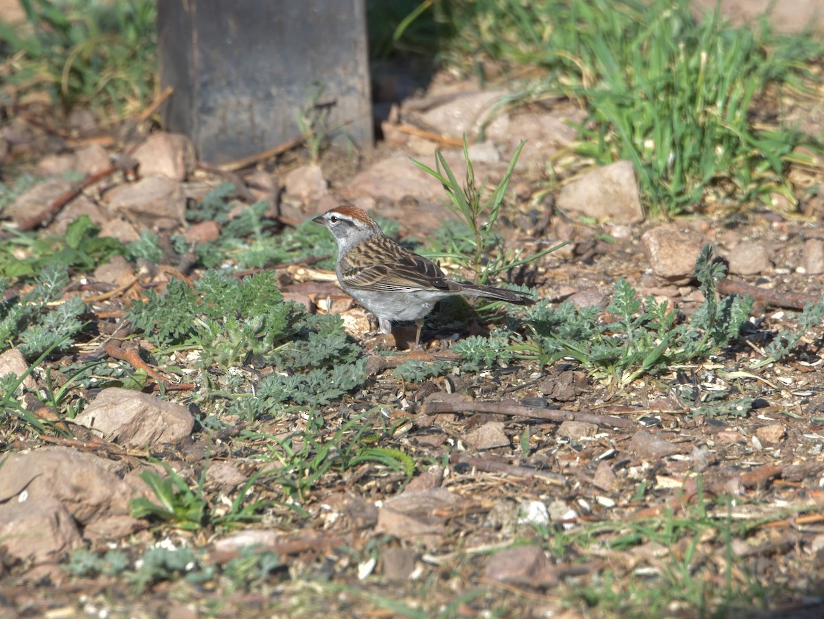 Chipping Sparrow - Geoff Wyszynski