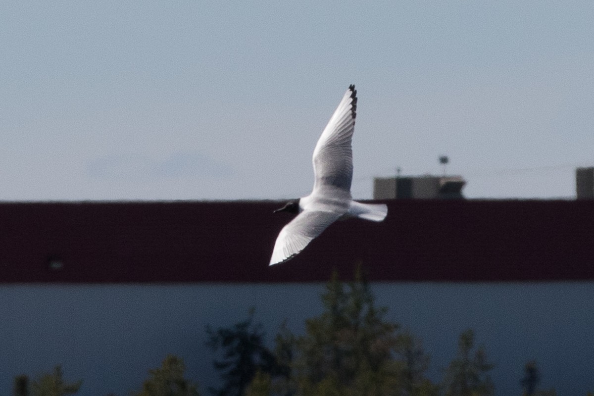 Bonaparte's Gull - Johanne Cousineau