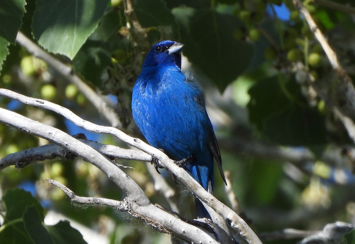 Indigo Bunting - Steve Hosmer