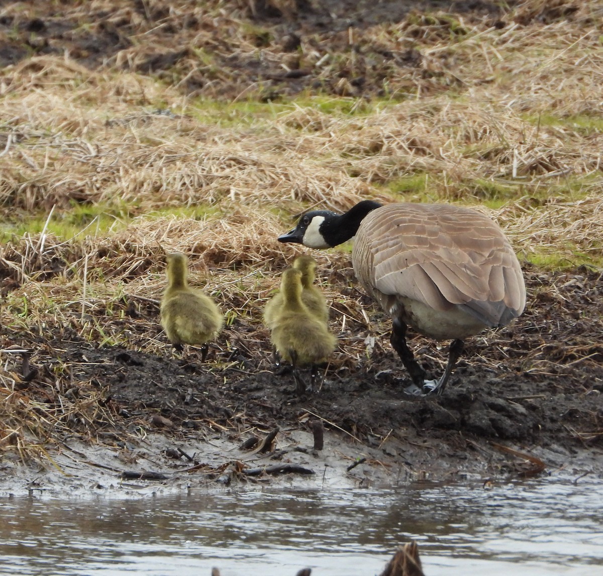 Canada Goose - ML618225743