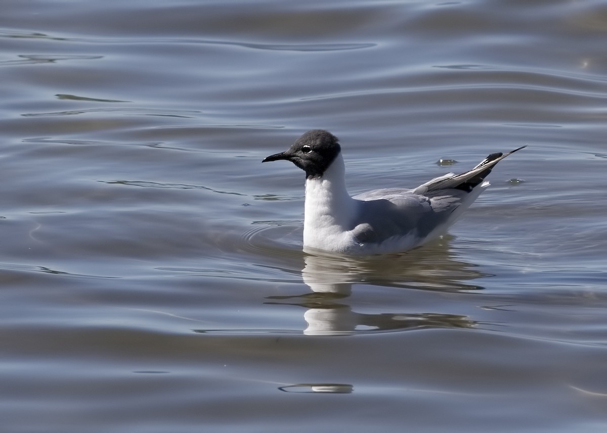 Bonaparte's Gull - Johanne Cousineau