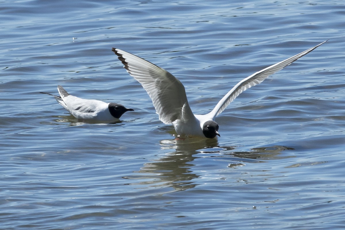 Bonaparte's Gull - Johanne Cousineau