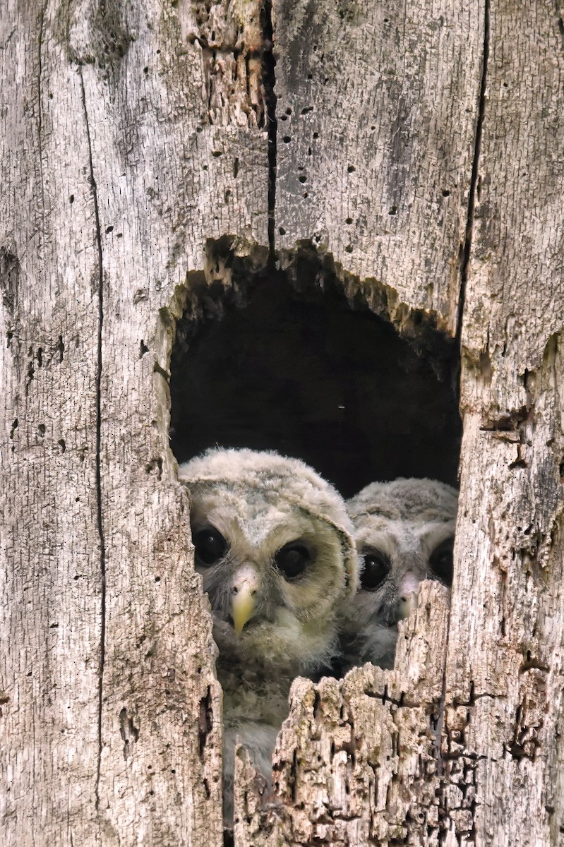 Barred Owl - Alan Mitchnick
