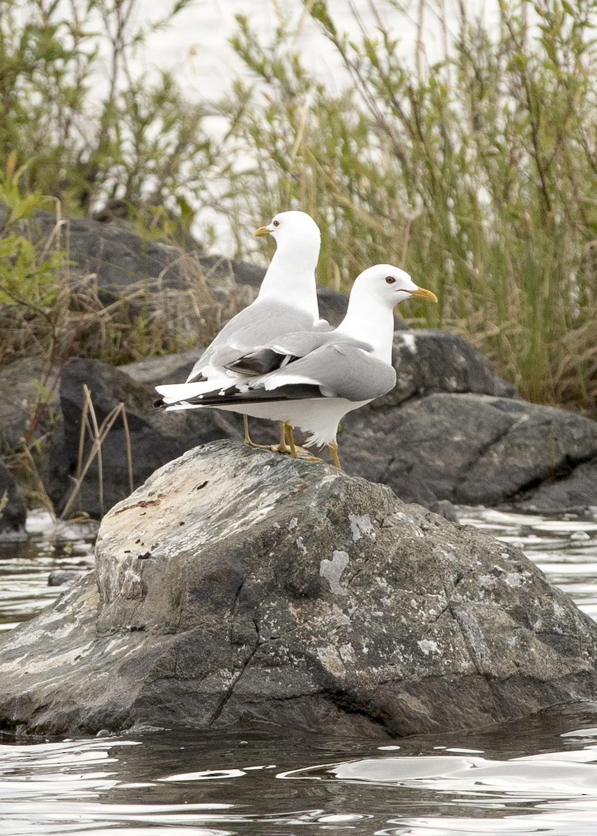 Short-billed Gull - Johanne Cousineau