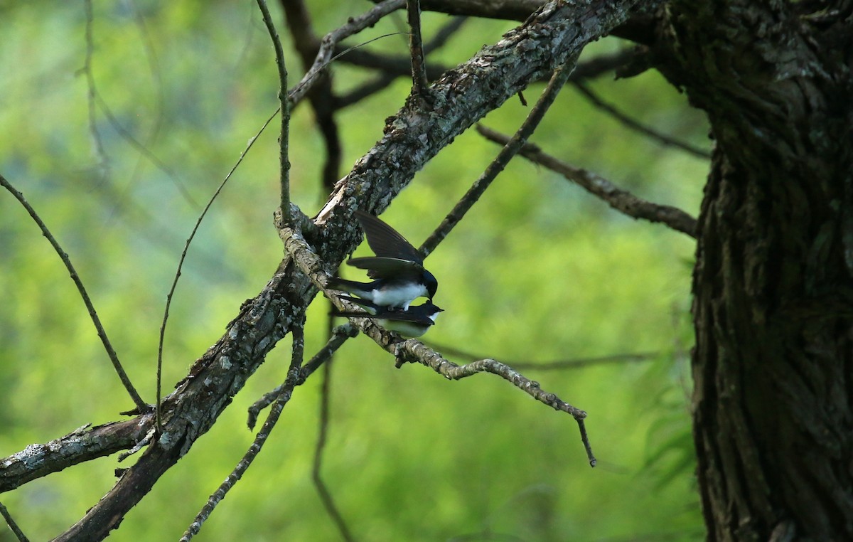 Tree Swallow - Sujata roy