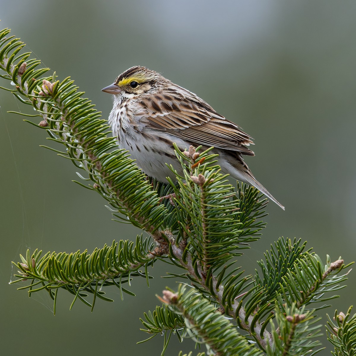 Savannah Sparrow - ML618225834