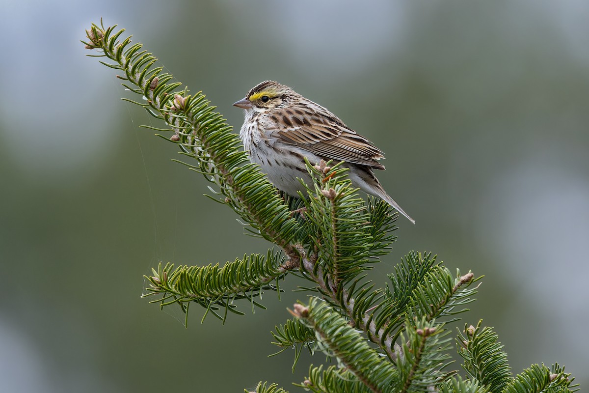 Savannah Sparrow - ML618225835