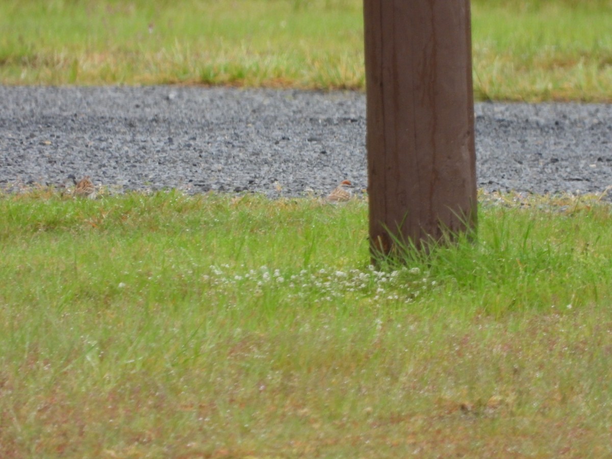 Chipping Sparrow - Samantha Hollo