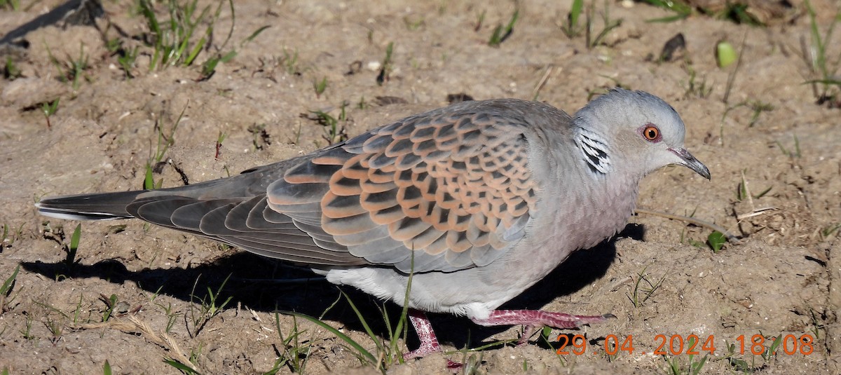 European Turtle-Dove - Peter Carr