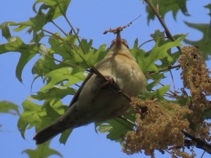 Worm-eating Warbler - Enrico Leonardi