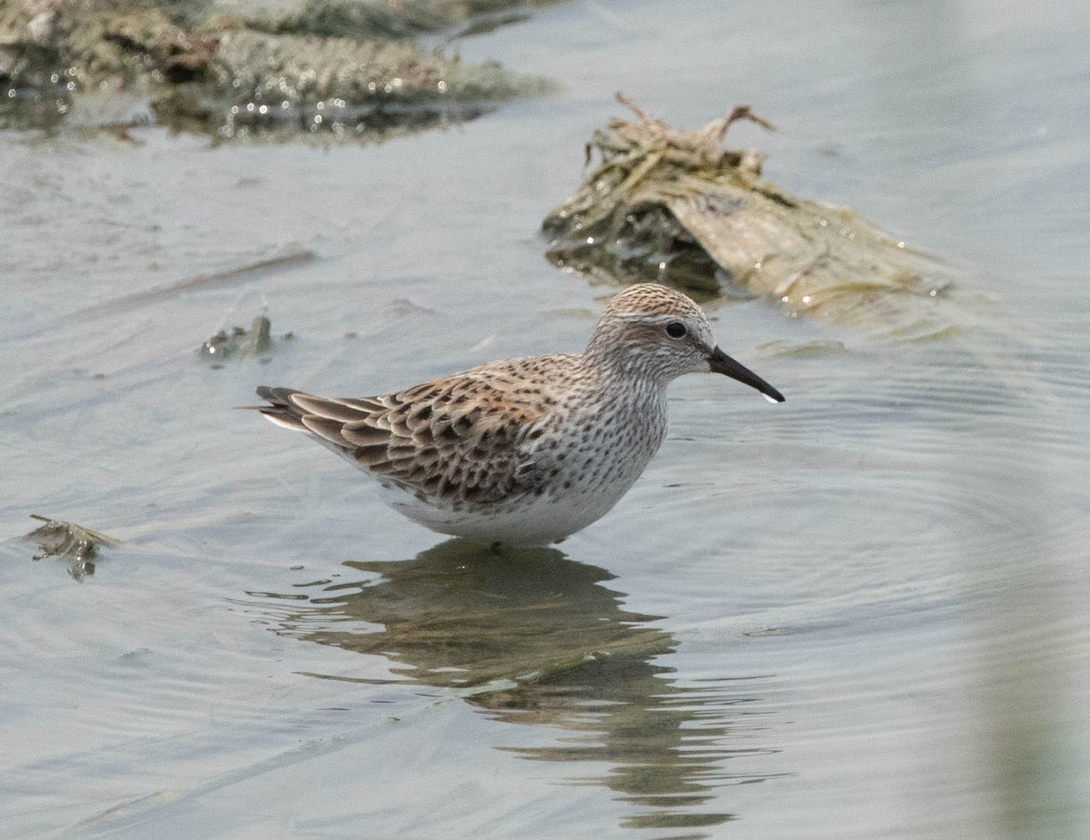 White-rumped Sandpiper - Tony Frank