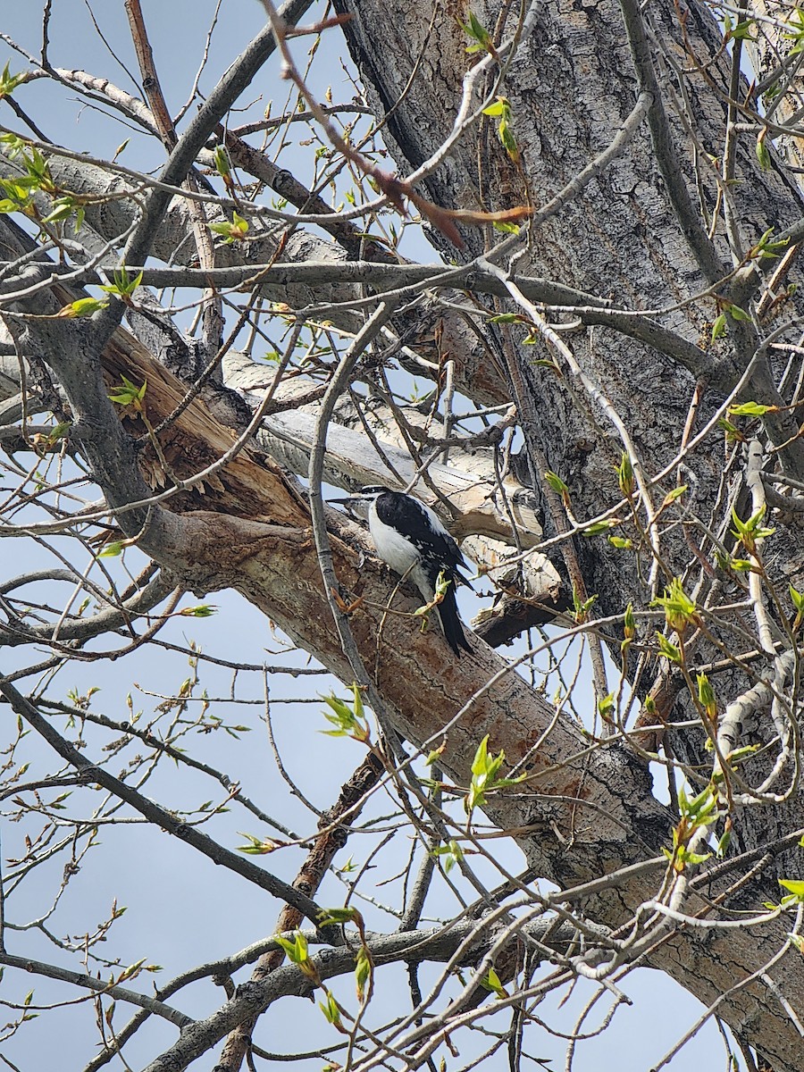 Hairy Woodpecker - Dylan Scherer