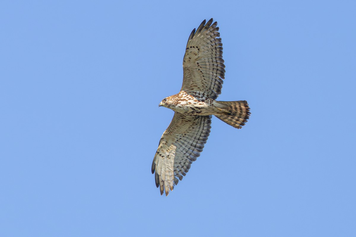 Broad-winged Hawk - Michael Henry