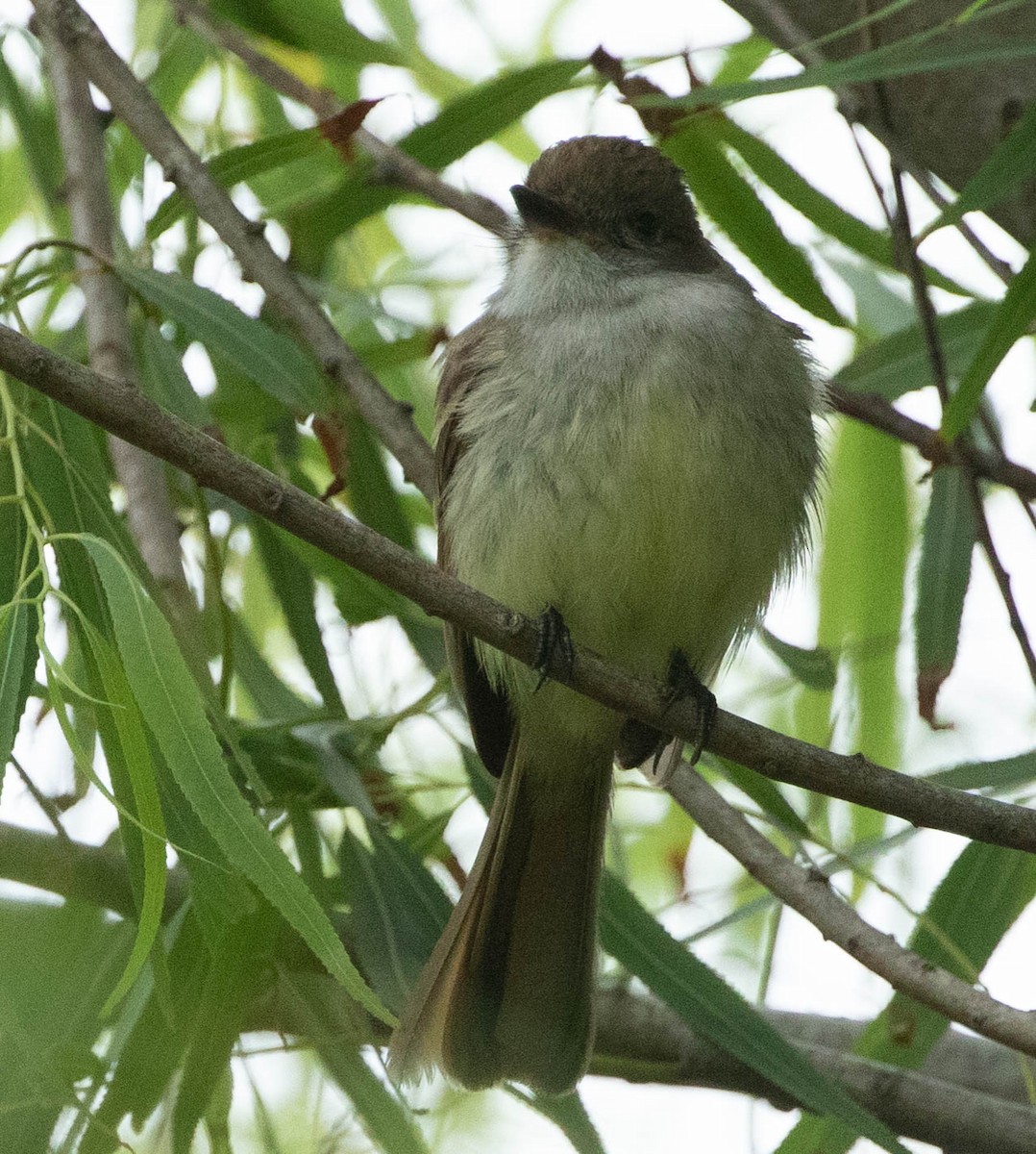 Myiarchus sp. - Tony Frank