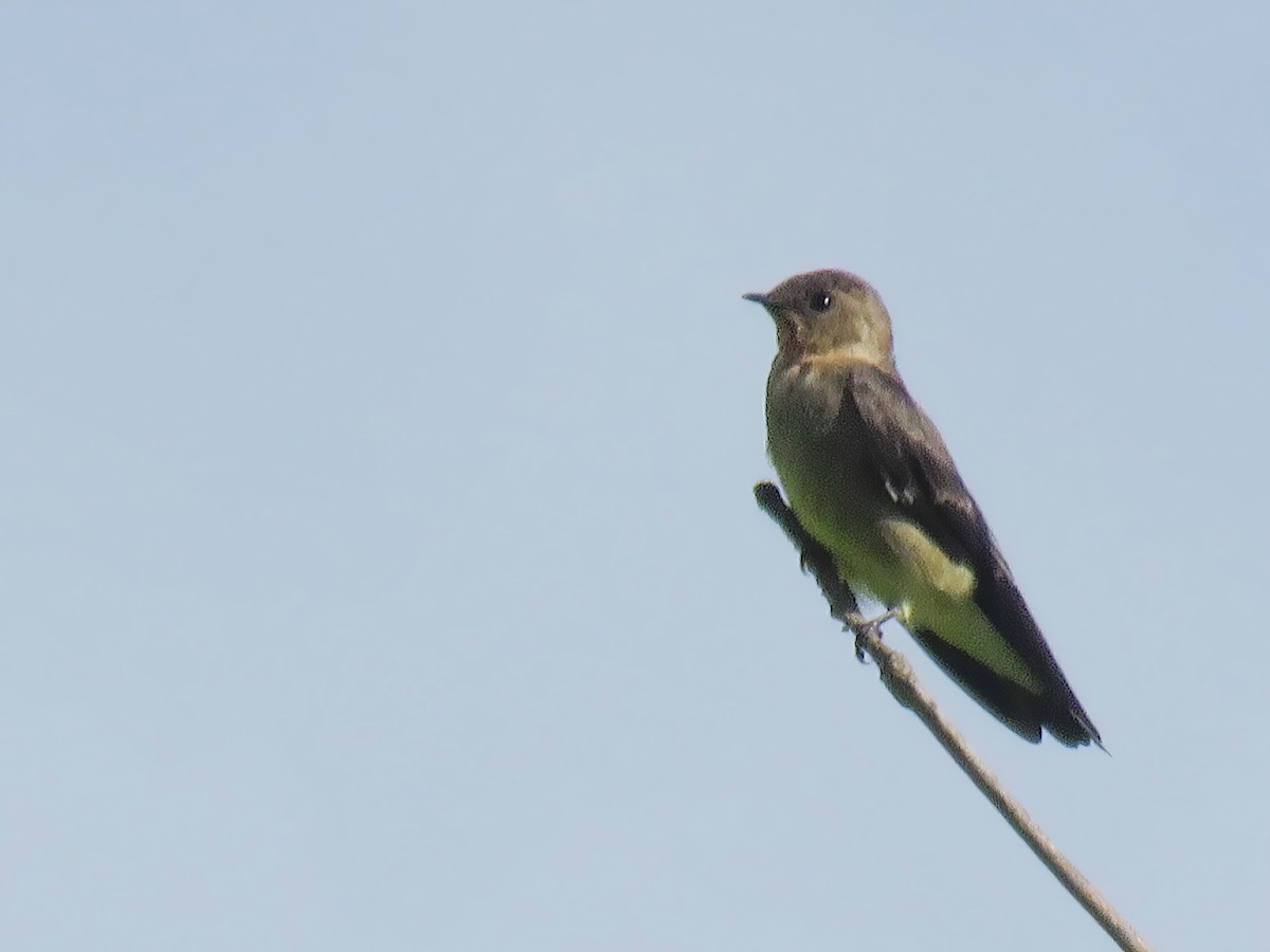 Southern Rough-winged Swallow - MANOEL AUGUSTO CHAVES