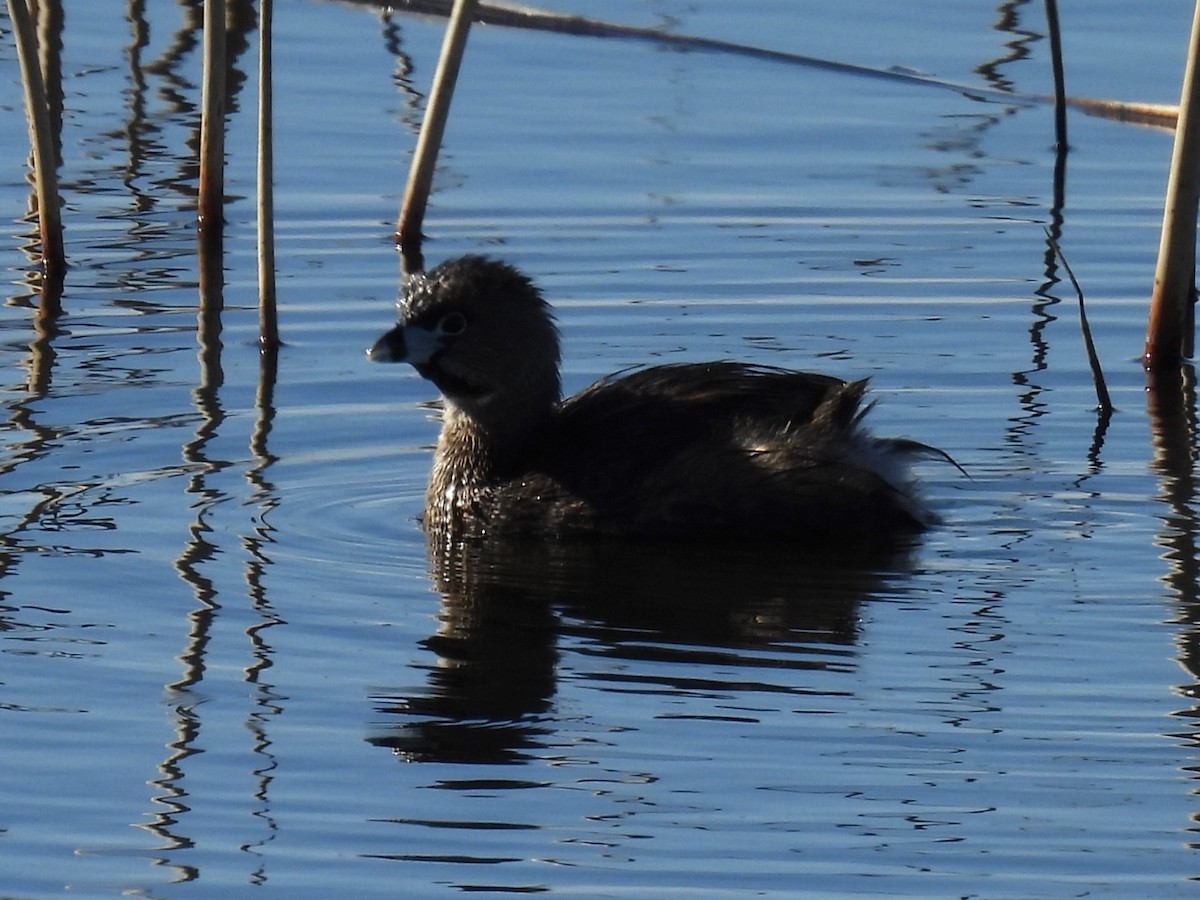 Pied-billed Grebe - ML618225995