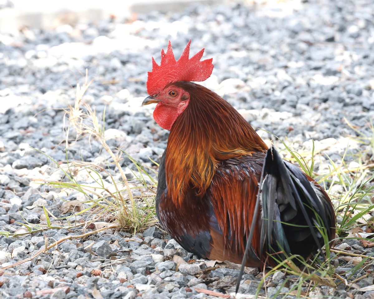 Red Junglefowl (Domestic type) - Cate Hopkinson