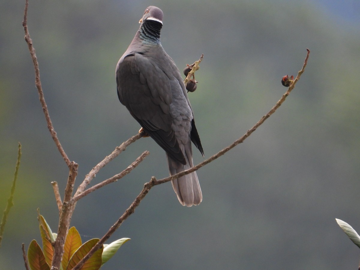 Band-tailed Pigeon - Juan Carlos Luna Garcia