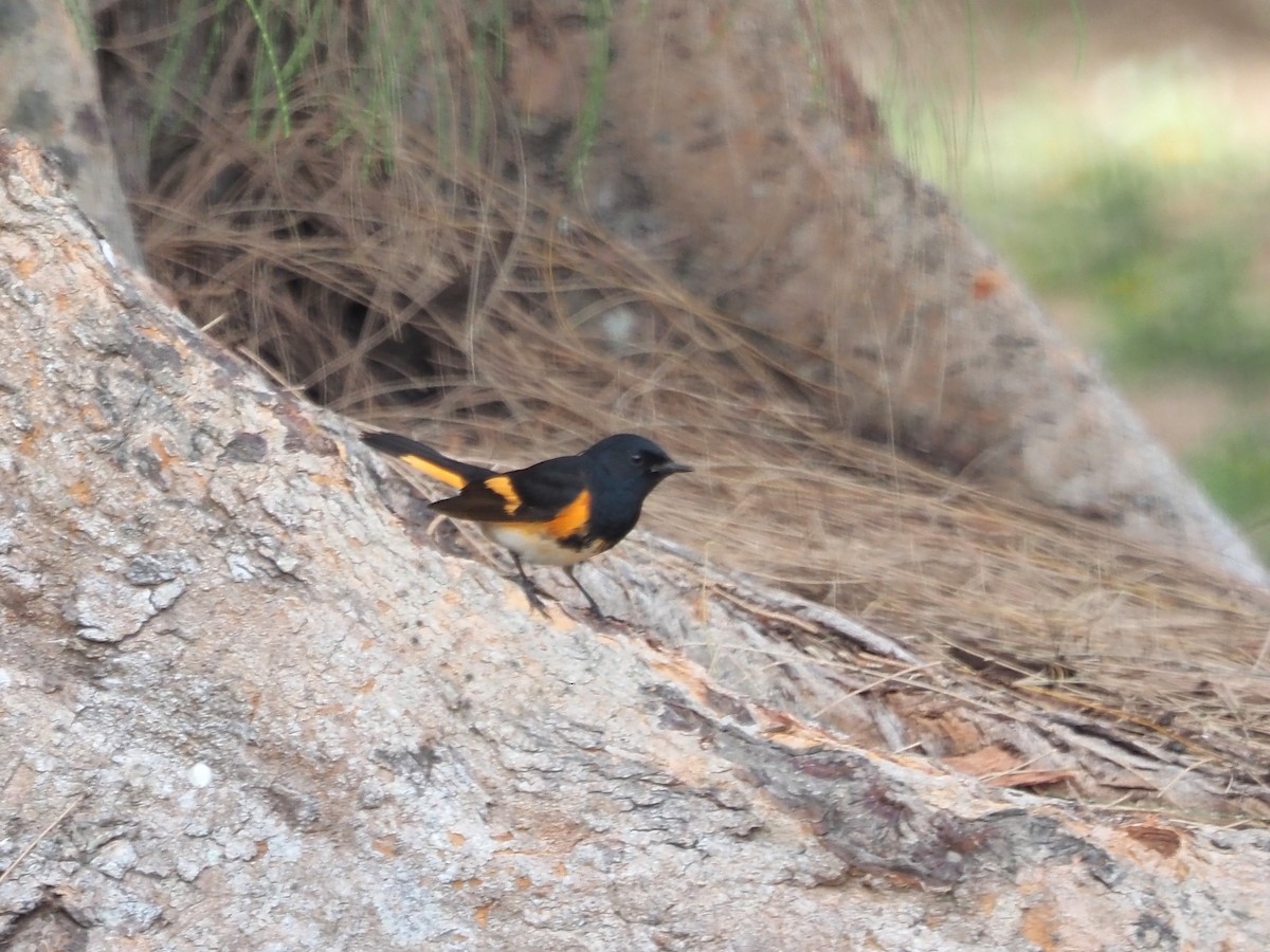 American Redstart - ML618226011