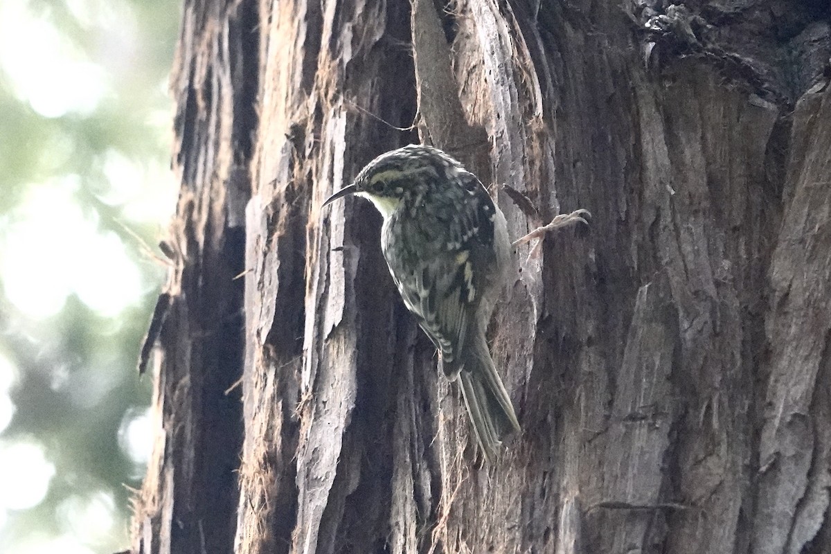 Brown Creeper - Alena Capek