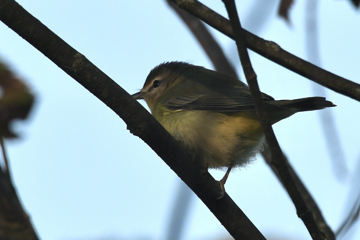 Philadelphia Vireo - Kenta Togo