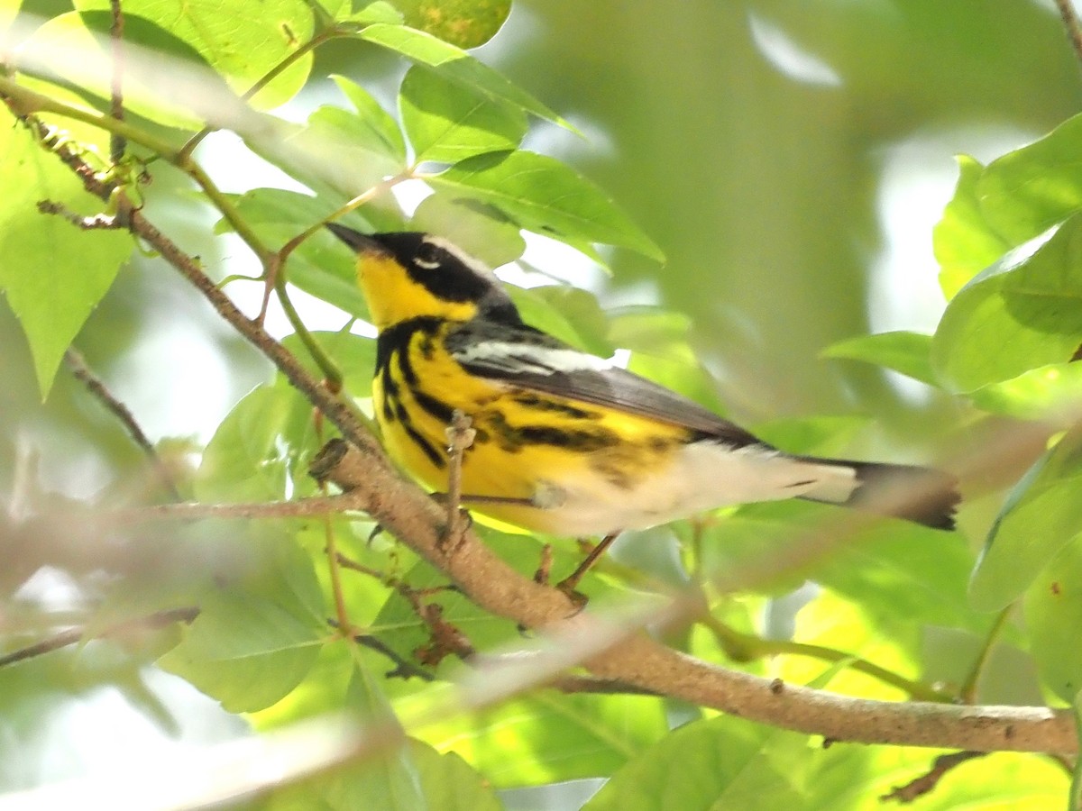 Magnolia Warbler - John LeClaire