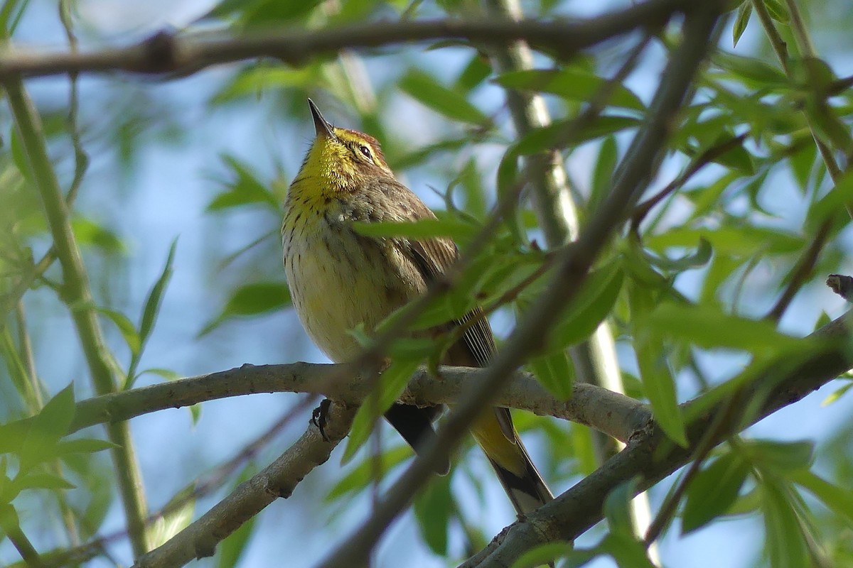 Palm Warbler - ML618226069